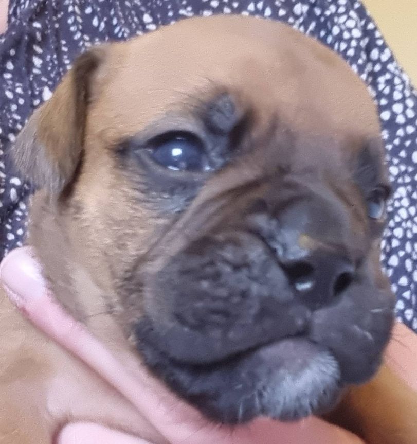De la queue du grill - Chiots disponibles - Bulldog continental