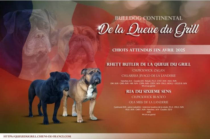 Chiot Bulldog continental De la queue du grill