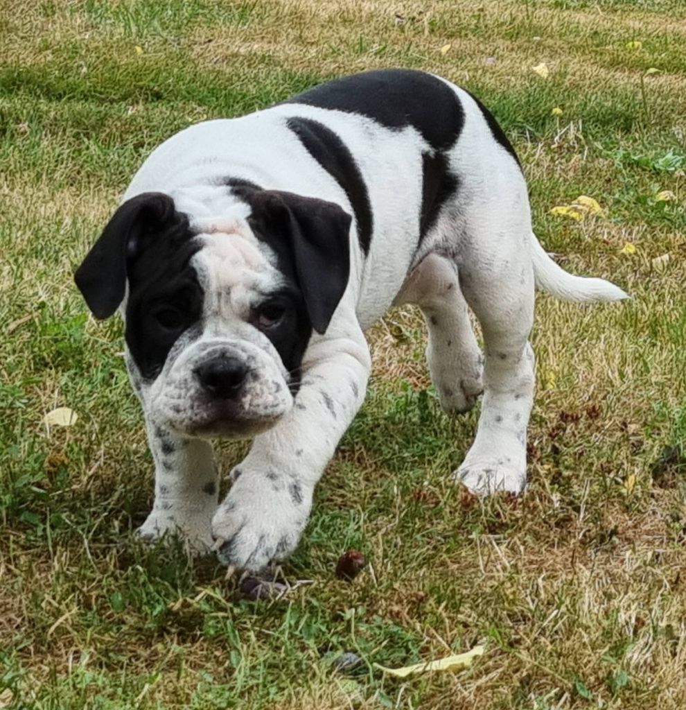 De la queue du grill - Chiots disponibles - Bulldog continental