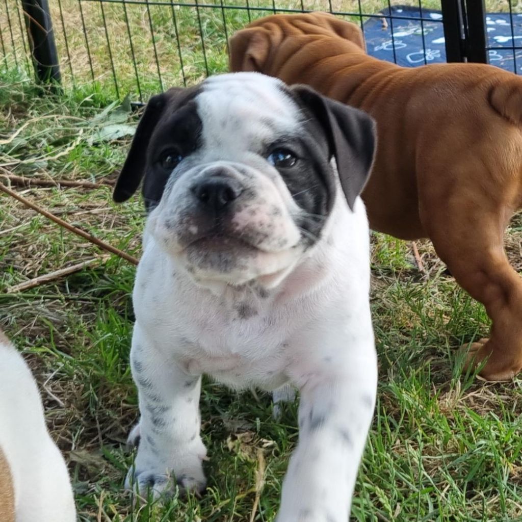 De la queue du grill - Chiots disponibles - Bulldog continental