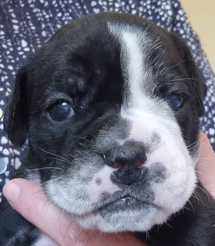 De la queue du grill - Chiots disponibles - Bulldog continental