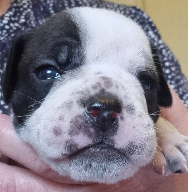 De la queue du grill - Chiots disponibles - Bulldog continental