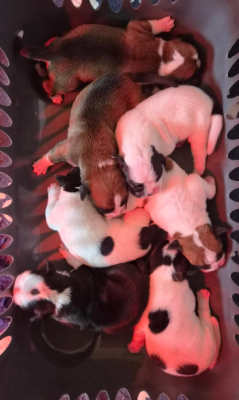 CHIOT 10