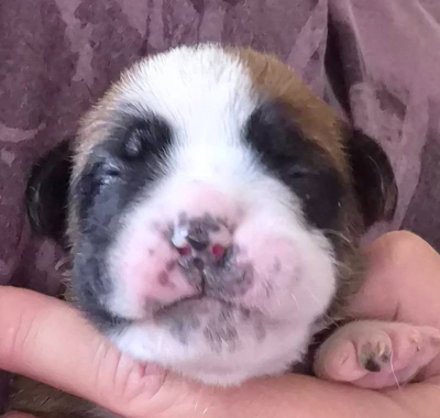 CHIOT 3