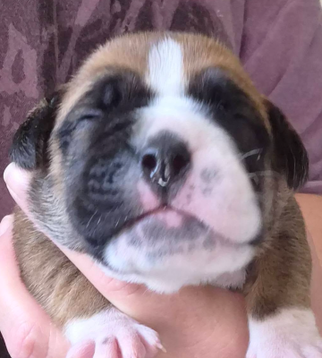 CHIOT 4