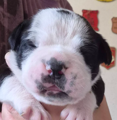 CHIOT 6