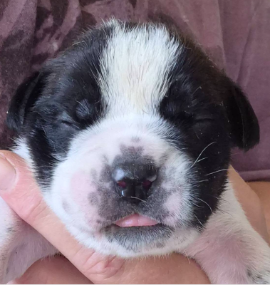 CHIOT 7
