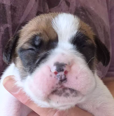 CHIOT 10