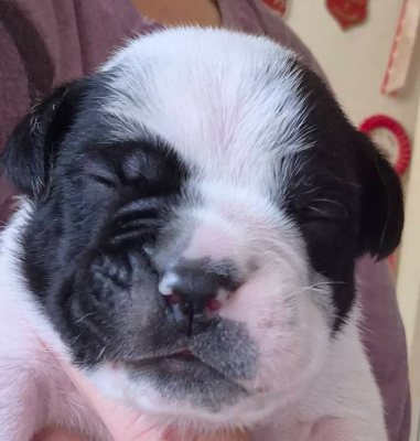 CHIOT 8