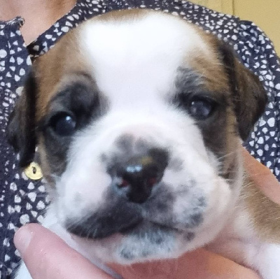 CHIOT