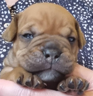 CHIOT
