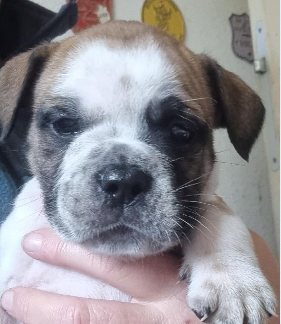 De la queue du grill - Chiots disponibles - Bulldog continental