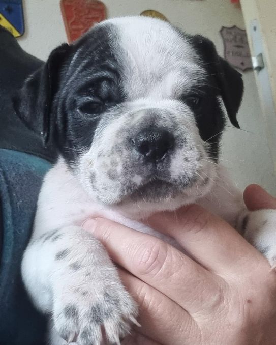 De la queue du grill - Chiots disponibles - Bulldog continental
