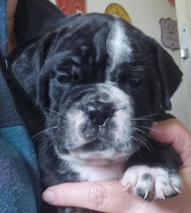 De la queue du grill - Chiots disponibles - Bulldog continental
