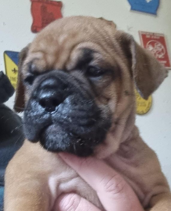De la queue du grill - Chiots disponibles - Bulldog continental
